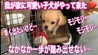 【可愛いMIX犬】お迎え日❣️初めて家に来た子犬🐶早く出たいけどモジモジ…なかなか一歩が踏み出せない仕草が可愛すぎる🤗