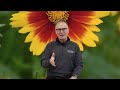 #24 - Plant Tips   Uptick Coreopsis