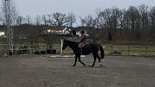 A good no stirrups session with Caprise 🥰