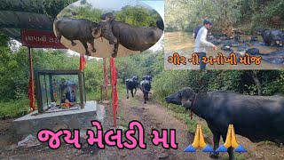 🙏😀 આજે હું ગયો મધ્ય ગીર મા માં મેલડી ના દર્શન કરવા🙏