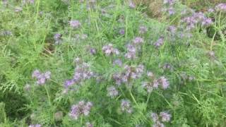 Phacelia tanacetifolia