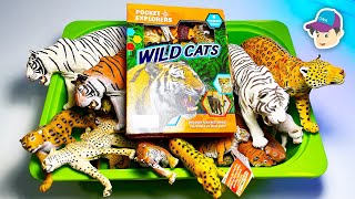 Wild Cats Big Cats Collection Tiger Lion Cheetah Jaguar Leopard Panther Serval Clouded Leopard