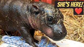 Only 2,500 Left… Then This Tiny Hippo Was Born 💚🦛
