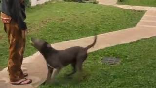 Doberman Vs Pitbull Full Fight In Hd 1080p Dog Fight