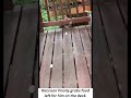 raccoon finally grabs food left for him on the deck.