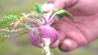 Superalimento: la maca, raíz milenaria oriunda del Perú