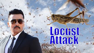Hero Surya Bandobasth(Kaappaan) Movie scene Locust(Midathalu) attack and real situation in India now