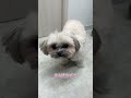 もう少し撫でて欲しそうにするmix犬