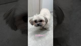 もう少し撫でて欲しそうにするmix犬