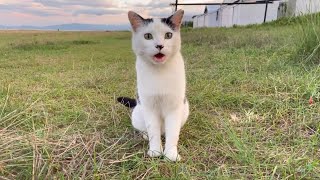 ニャーニャー鳴いて何かを訴えかける猫ちゃん