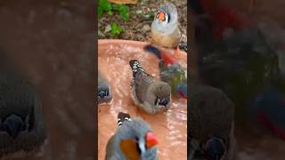 Zebra Finches Bathing #bird #birds #aviary #finch #birdbath #animals #nature #zebrafinches