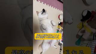 人ダメクッションで最高の睡眠を手に入れた柴犬😴　#shorts #柴犬 #犬