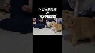 ヘビvs親分猫と3匹の観客猫【🐈#shorts 🐾】