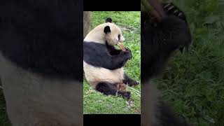 大熊猫泰山吃播。panda taishan eating.#panda #판다 #大熊猫 #大熊猫吃播#cutepanda #cutepanda#animals#大熊猫泰山#panda taishan