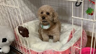 大好きなガムテープを必死に隠す犬が可愛いw【トイプードル】