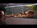 how to setup a natural aquarium easy to care for