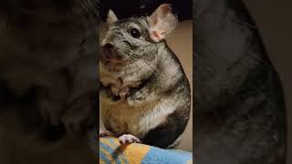 Chinchilla Rudi 🐭😇#youtubeshorts #shorts #animals #chinchilla #pets #daily #video #viral #funny