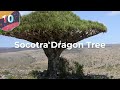 15 GIGANTIC Trees and Plants