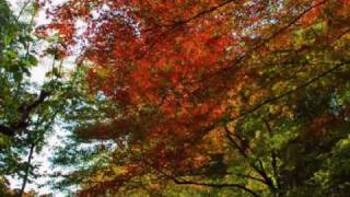 京の紅葉　北野天満宮