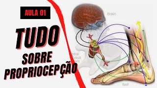 TUDO O QUE VOCÊ PRECISA SABER SOBRE PROPRIOCEPÇÃO - AULA 01