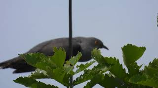 ツツドリのオス　鳴き声