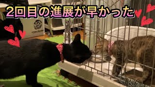 【黒猫・キジトラ】顔合わせ二回目。二匹の会話が面白い！進展しました。