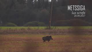 Kolme jalaga metssiga / 3-legged wild boar