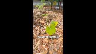 Dealing With Squash Vine