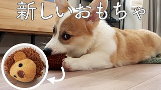 新しいおもちゃを買ってもらって早速ガジガジする子犬コーギー