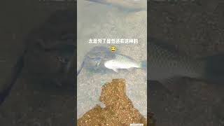 金蟾抱鯉 看見的都要升官發財啦 #shorts #動物