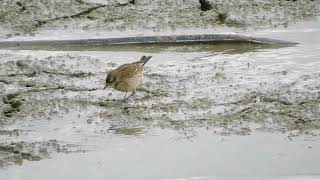 חצוצרן שחור מקור ועוד  Desert Finch