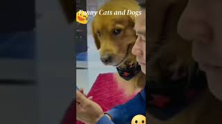 Funniest Videos 2023 😂 Funny Cats 🐱 and Dogs  #shorts #YouTube2023 #Pets #funny #Animals #cats