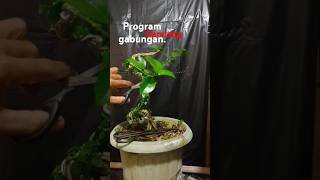 Program bonsai Sancang gabungan meliuk. #bonsaitree #bobsaisancang #bonsaimame