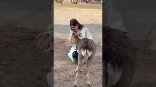 外国人がシカにビビる！？奈良公園での爆笑シーン！| nara deer | nara park