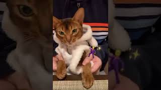 ダンス猫。Dancing cat.