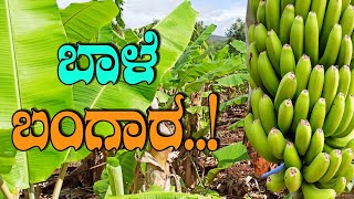 ಬಾಳೆ ಬೆಳೆಗಾರನ ಬಾಳು ಬೆಳಗಿದ ಸಂಜೀವಿನಿ| Turning point in Banana Grower’s agri life