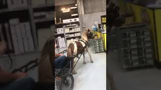 Traveller Man Brings His Horse Out Shopping