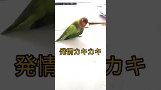 ぽんちゃん発情中