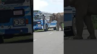 Friendly Wild Elephant "Raja" on the road #elephant #wildelephant     #jungle #jungleelephant