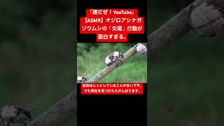 【ASMR】オジロアシナガゾウムシの「交尾」行動が面白すぎる。 #sdgs #癒し #虫の音 #sound #insects #虫の声 #yt #asmr ＃交尾の音 #courtship #bug