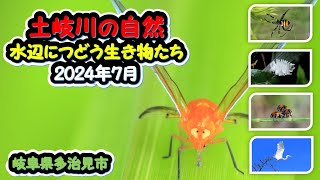 土岐川の自然　【 岐阜県多治見市　土岐川の自然・水辺につどう生き物たち　2024年7月 】