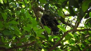 20210528 體育公園鳳頭蒼鷹 – 小醜八怪