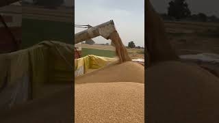 Wheat farming , harvesting wheat 🌾 in punjab 2022 , kanak di vadi #babbumaan