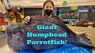 (1 Jan 2022 Sat) New Year New Fish! Giant Humphead Parrotfish!