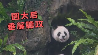 圓圓太后垂簾聽政 但很快就扛不住美食的誘惑出來吃播 20240123｜台灣貓熊 熊貓 Taiwan Panda