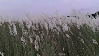 শরতের প্রথম কাশফুল #river #nature #beauty #journey #recreation