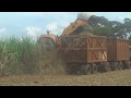 mechanized sugarcane harvest in brazil