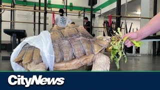 Vancouver gym’s tortoise