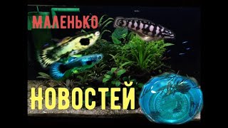 Обо всём не по порядку. Как там икра Факелов. Гуппаки - слоны растут. Немного о юлидохромисах.