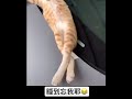 cat 療癒吸貓系列 在車上睡到叫不醒的橘貓 276